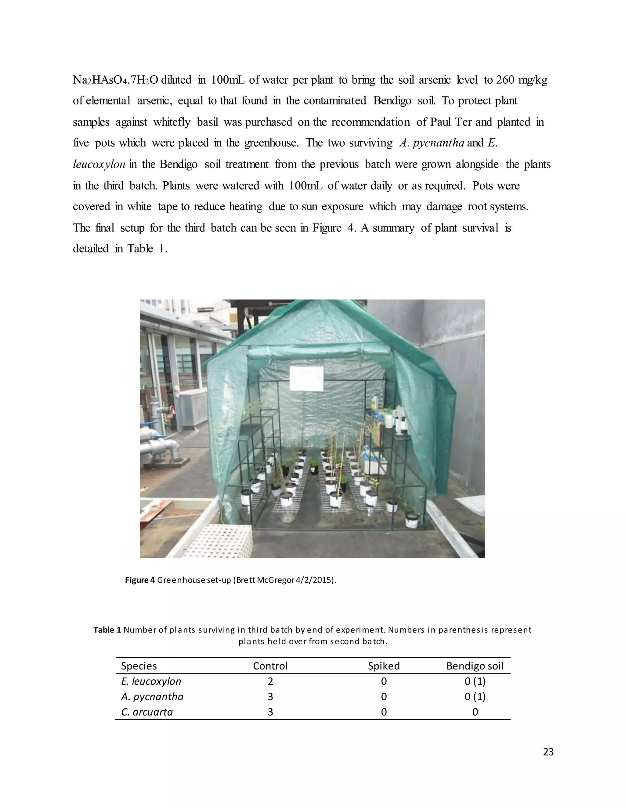 23
Na2HAsO4.7H2O diluted in 100mL of water per plant to bring the soil arsenic level to 260 mg/kg
of elemental arsenic, equal to that found in the contaminated Bendigo soil. To protect plant
samples against whitefly basil was purchased on the recommendation of Paul Ter and planted in
five pots which were placed in the greenhouse. The two surviving A. pycnantha and E.
leucoxylon in the Bendigo soil treatment from the previous batch were grown alongside the plants
in the third batch. Plants were watered with 100mL of water daily or as required. Pots were
covered in white tape to reduce heating due to sun exposure which may damage root systems.
The final setup for the third batch can be seen in Figure 4. A summary of plant survival is
detailed in Table 1.
Figure 4 Greenhouse set-up (Brett McGregor 4/2/2015).
Table 1 Number of plants surviving in third batch by end of experiment. Numbers in parenthesis represent
plants held over from second batch.
Species Control Spiked Bendigo soil
E. leucoxylon 2 0 0 (1)
A. pycnantha 3 0 0 (1)
C. arcuarta 3 0 0
 