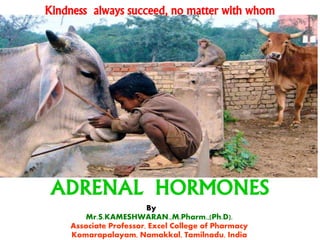 Kindness always succeed, no matter with whom
ADRENAL HORMONES
By
Mr.S.KAMESHWARAN.,M.Pharm.,(Ph.D).
Associate Professor, Excel College of Pharmacy
Komarapalayam, Namakkal, Tamilnadu, India
 