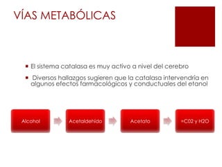 Cada fase metabólica necesita NAD, ya que ésta limita el metabolismo del etanol, a 10 ml/hr en adultos de 70kg