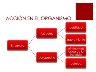 ELIMINACIÓNComienza a desaparecer de la sangre a un ritmo de 15 ml/hr, dependiendo del individuo  cantidad de alcohol ingerido.