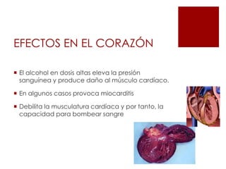 EFECTOS EN CEREBRO Y SNCCambian forma y función de los neurotransmisoresDaño irreversible a células cerebralesWernicke-Korsakoff (deficiencia de vitamina B1).