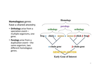 10
Homologous genes
have a shared ancestry.
• Orthologs arise from a
speciation event –
multiple organisms, one
gene.
• Paralogs arise from a
duplication event – the
same organism, two
different homologous
genes.
 