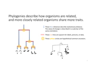 Phylogenies describe how organisms are related,
and more closely related organisms share more traits.
7
These blue distances describe evolutionary distance.
The value of changes is described in a scale bar of the
same orientation.
These red lines are spacers for labels, pictures, or data.
These yellow circles are hypothetical common ancestors.
 