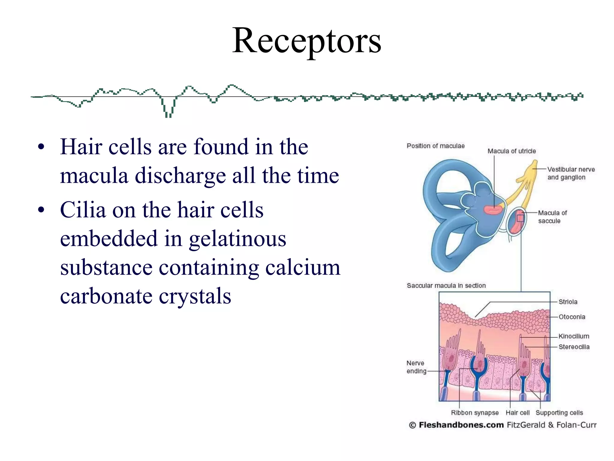 Sacculus Anatomy of ear.ppt