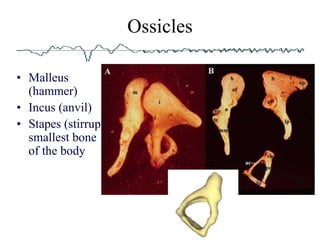 Anvil Shape Incus Anatomy of ear.ppt