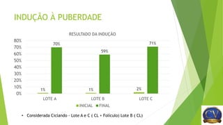 INDUÇÃO À PUBERDADE
1% 1% 2%
70%
59%
71%
0%
10%
20%
30%
40%
50%
60%
70%
80%
LOTE A LOTE B LOTE C
RESULTADO DA INDUÇÃO
INICIAL FINAL
• Considerada Ciclando - Lote A e C ( CL + Folículo) Lote B ( CL)
 