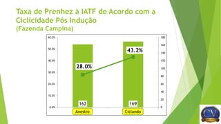 Taxa de Prenhez à IATF de Acordo com a
Ciclicidade Pós Indução
(Fazenda Campina)
162 169
28.0%
43.2%
0
20
40
60
80
100
120
140
160
180
0.0%
10.0%
20.0%
30.0%
40.0%
50.0%
60.0%
0 1Anestro Ciclando
 