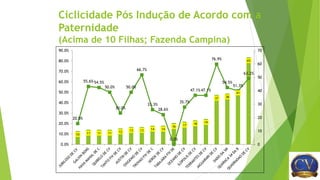 Ciclicidade Pós Indução de Acordo com a
Paternidade
(Acima de 10 Filhas; Fazenda Campina)
10 11 11 11 12 13 13 14 14
16 17 18 19
37 38
41
65
20.0%
55.6%54.5%
50.0%
30.0%
50.0%
66.7%
33.3%
28.6%
0.0%
35.7%
47.1%47.1%
76.9%
54.5%
51.3%
63.2%
0
10
20
30
40
50
60
70
0.0%
10.0%
20.0%
30.0%
40.0%
50.0%
60.0%
70.0%
80.0%
90.0%
 