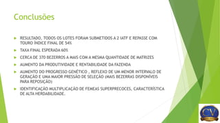 Conclusões
 RESULTADO, TODOS OS LOTES FORAM SUBMETIDOS A 2 IATF E REPASSE COM
TOURO ÍNDICE FINAL DE 54%
 TAXA FINAL ESPERADA 60%
 CERCA DE 370 BEZERROS A MAIS COM A MESMA QUANTIDADE DE MATRIZES
 AUMENTO DA PRODUTIVIDADE E RENTABILIDADE DA FAZENDA
 AUMENTO DO PROGRESSO GENÉTICO , REFLEXO DE UM MENOR INTERVALO DE
GERAÇÃO E UMA MAIOR PRESSÃO DE SELEÇÃO (MAIS BEZERRAS DISPONÍVEIS
PARA REPOSIÇÃO)
 IDENTIFICAÇÃO MULTIPLICAÇÃO DE FEMEAS SUPERPRECOCES, CARACTERÍSTICA
DE ALTA HERDABILIDADE.
 