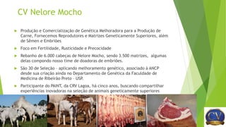 CV Nelore Mocho
 Produção e Comercialização de Genética Melhoradora para a Produção de
Carne, Fornecemos Reprodutores e Matrizes Geneticamente Superiores, além
de Sêmen e Embriões
 Foco em Fertilidade, Rusticidade e Precocidade
 Rebanho de 6.000 cabeças de Nelore Mocho, sendo 3.500 matrizes, algumas
delas compondo nosso time de doadoras de embriões.
 São 30 de Seleção – aplicando melhoramento genético, associado à ANCP
desde sua criação ainda no Departamento de Genética da Faculdade de
Medicina de Ribeirão Preto – USP.
 Participante do PAINT, da CRV Lagoa, há cinco anos, buscando compartilhar
experiências inovadoras na seleção de animais geneticamente superiores
 
