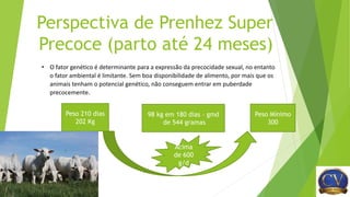 Perspectiva de Prenhez Super
Precoce (parto até 24 meses)
Peso 210 dias
202 Kg
Peso Mínimo
300
98 kg em 180 dias – gmd
de 544 gramas
Acima
de 600
g/d
• O fator genético é determinante para a expressão da precocidade sexual, no entanto
o fator ambiental é limitante. Sem boa disponibilidade de alimento, por mais que os
animais tenham o potencial genético, não conseguem entrar em puberdade
precocemente.
 