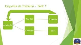 Esquema de Trabalho - FASE 1
Avaliação
Anestro Indução
Ciclando IATF
 