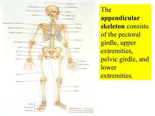 The  appendicular  skeleton  consists of the pectoral girdle, upper extremities, pelvic girdle, and lower extremities. 