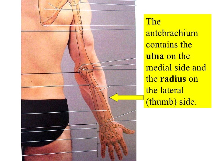 antebrachium