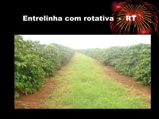 Entrelinha com rotativa  -  RT 