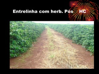 Entrelinha com herb. Pós  HC 