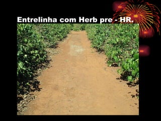 Entrelinha com Herb pre - HR. 