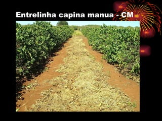 Entrelinha capina manua - CM 