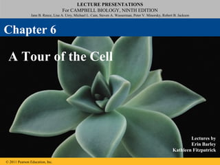 LECTURE PRESENTATIONS
For CAMPBELL BIOLOGY, NINTH EDITION
Jane B. Reece, Lisa A. Urry, Michael L. Cain, Steven A. Wasserman, Peter V. Minorsky, Robert B. Jackson
© 2011 Pearson Education, Inc.
Lectures by
Erin Barley
Kathleen Fitzpatrick
A Tour of the Cell
Chapter 6
 