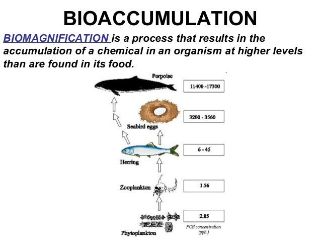 for chain food diagram 06 bioaccumulation for chain food diagram 06 bioaccumulation