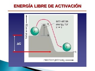 ENERGÍA LIBRE DE ACTIVACIÓN

 