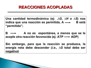 REACCIONES ACOPLADAS
Una cantidad termodinámica (ej: .∆G, ∆H o ∆S) nos
indica que una reacción es permitida, A
B está
“permitida”;
B
A no es espontánea, a menos que se le
acople otra reacción favorecida (ej: ATP
ADP)
Sin embargo, para que la reacción se produzca, la
energía neta debe descender (i.e., ∆G total debe ser
negativa)

 