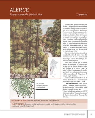 81BOSQUE ANDINO PATAGONICO
ALERCE
Fitzroya cupressoides (Molina) Johns. Cupresáceas
Las hojas del
alerce son perennes
y escamiformes.
USO NO MADERERO: resina, artesanal, medicinal textil, tintóreo.
USO MADERERO: tejuelas, embarcaciones menores, cortinas de enrollar, instrumentos
musicales, carpintería general.
Pertenece a la Subregión Bosque Val-
diviano. Habita preferentemente en luga-
res húmedos,llegándoselo a encontrar so-
bre suelos marcadamente pantanosos.
Frecuentemente forma masas puras de-
nominadas “alerzales”, pero también vive
asociado con otras especies de la región.
El alerce se caracteriza por su gran longe-
vidad, habiéndose hallado ejemplares que
superan hasta 3.000 años de antigüedad,
según los rastros marcados en sus angos-
tos y bien demarcados anillos de creci-
miento. La escasez de ejemplares jóvenes
parece indicar que se trata de una especie
en vías de desaparición.
Sus extraordinarias dimensiones (llega
hasta los 50 metros de altura y con diá-
metros que van de uno a tres metros) la
destacan por sobre la flora del lugar, for-
mando el estrato superior.
Todo parece indicar que su nombre
silvestre se lo pusieron los españoles, por
su parecido con el porte del alerce euro-
peo. También se lo conoce como “la-
huán”o“lahuén”en araucano.El nombre
genérico le fue conferido en homenaje al
célebre explorador de la Patagonia, el al-
mirante inglés Fitz Roy.
Caracteres fisicomecánicos: Es de
madera blanda, liviana a moderadamente
pesada. Peso específico: 0,450 a 0,500.
Caracteres estéticos: Albura amarilla
ocrácea y duramen castaño rojizo claro a
oscuro, textura fina y homogenea, grano
derecho y veteado pronunciado.
*Especie incluída en el Apéndice I de CITES
(Convención sobre el Comercio Internacional
de Especies Amenazadas de Fauna y Flora
Silvestres).
 