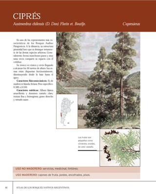 82 ATLAS DE LOS BOSQUES NATIVOS ARGENTINOS
CIPRÉS
Austrocedrus chilensis (D. Don) Florin et. Boutlje. Cupresáceas
Es uno de los representantes más ca-
racterísticos de los Bosques Andino
Patagonicos. A la distancia, su estructura
piramidal hace que se destaque netamen-
te de las demás especies arbóreas. Gene-
ralmente, forma manchones puros y muy
raras veces comparte su espacio con el
cohihue.
Su tronco es cónico y recto llegando
a alcanzar los 30 metros de altura. Sus ra-
mas están dispuestas horizontalmente,
disminuyendo desde la base hasta el
ápice.
Caracteres fisicomecánicos: Es de
madera es blanda,liviana.Peso específico:
0,500 a 0,550.
Caracteres estéticos: Albura blanca
amarillenta y duramen castaño claro,
textura fina y homogénea, grano derecho
y veteado suave.
Los frutos son
pequeños conos
coriáceos, ovoides,
de color castaño.
USO NO MADERERO: servicios, medicinal, tintóreo.
USO MADERERO: cajones de fruta, postes, encofrados, pisos.
 