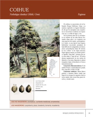 83BOSQUE ANDINO PATAGONICO
COIHUE
Nothofagus dombeyi (Mirb.) Oerst. Fagáceas
El cohihue es característico de la Su-
bregión Bosque Valdiviano. Llega a su
máximo esplendor en lugares húmedos,
de ahí que los ejemplares más corpulen-
tos se encuentran en laderas con exposi-
ción sur y a orillas de lagos y ríos.
En lo primeros años de su crecimien-
to no requiere de luz solar directa. For-
mando masas solas o en conjuntos con
otras especies de la región –principalmen-
te el ciprés-, es una especie muy longeva,
habiéndose encontrado ejemplares de
hasta 600 años de antigüedad y de dimen-
siones extraordinarias (hasta 40 metros).
La voz “coihue” es de origen araucano.
Según algunos autores,su nombre genéri-
co significa “haya falsa”, mientras que pa-
ra otros alude a “haya del sur”. El tronco
alcanza regularmente los tres metros de
diámetro, y las ramas, dispuestas en planos
irregulares, dejan al descubierto el tronco
intermitentemente.
Caracteres fisicomecánicos: Es de
madera liviana a moderadamente pesada.
Peso específico: 0,650 a 0,700.
Caracteres estéticos: Albura blanco
grisácea y duramen blanco rosado que
luego de un tiempo de expuesto al aire se
torna castaño claro, texura fina, grano de-
recho y veteado suave.
Los frutos están
dispuestos en
grupos de tres, uno
central y dos
laterales.
USO NO MADERERO: aromático, curtiente medicinal, ornamental.
USO MADERERO: carpintería, pisos, tonelería, tornería, mueblería.
 
