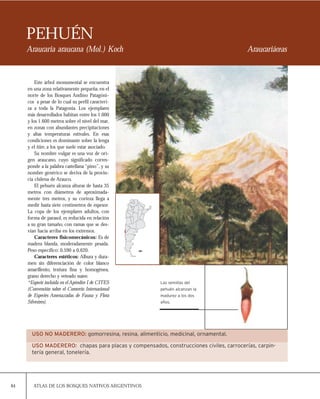 84 ATLAS DE LOS BOSQUES NATIVOS ARGENTINOS
PEHUÉN
Araucaria araucana (Mol.) Koch Araucariáceas
Este árbol monumental se encuentra
en una zona relativamente pequeña,en el
norte de los Bosques Andino Patagóni-
cos a pesar de lo cual su perfil caracteri-
za a toda la Patagonia. Los ejemplares
más desarrollados habitan entre los 1.000
y los 1.600 metros sobre el nivel del mar,
en zonas con abundantes precipitaciones
y altas temperaturas estivales. En esas
condiciones es dominante sobre la lenga
y el ñire, a los que suele estar asociado.
Su nombre vulgar es una voz de ori-
gen araucano, cuyo significado corres-
ponde a la palabra castellana “pino”, y su
nombre genérico se deriva de la provin-
cia chilena de Arauco.
El pehuén alcanza alturas de hasta 35
metros con diámetros de aproximada-
mente tres metros, y su corteza llega a
medir hasta siete centímetros de espesor.
La copa de los ejemplares adultos, con
forma de parasol, es reducida en relación
a su gran tamaño, con ramas que se des-
vían hacia arriba en los extremos.
Caracteres fisicomecánicos: Es de
madera blanda, moderadamente pesada.
Peso específico: 0,590 a 0,620.
Caracteres estéticos: Albura y dura-
men sin diferenciación de color blanco
amarillento, textura fina y homogénea,
grano derecho y veteado suave.
*Especie incluída en el Apéndice I de CITES
(Convención sobre el Comercio Internacional
de Especies Amenazadas de Fauna y Flora
Silvestres).
Las semillas del
pehuén alcanzan la
madurez a los dos
años.
USO NO MADERERO: gomorresina, resina, alimenticio, medicinal, ornamental.
USO MADERERO: chapas para placas y compensados, construcciones civiles, carrocerías, carpin-
tería general, tonelería.
 
