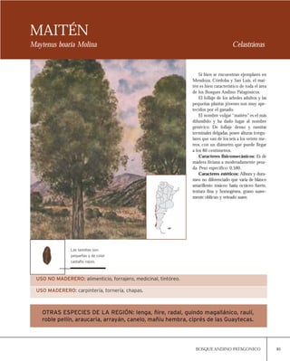85BOSQUE ANDINO PATAGONICO
MAITÉN
Maytenus boaria Molina Celastráceas
Si bien se encuentran ejemplares en
Mendoza, Córdoba y San Luis, el mai-
tén es bien característico de toda el área
de los Bosques Andino Patagónicos.
El follaje de los árboles adultos y las
pequeñas plantas jóvenes son muy ape-
tecidos por el ganado.
El nombre vulgar “maitén” es el más
difundido y ha dado lugar al nombre
genérico. De follaje denso y ramitas
terminales delgadas, posee alturas irregu-
lares que van de los seis a los veinte me-
tros, con un diámetro que puede llegar
a los 80 centímetros.
Caracteres fisicomecánicos: Es de
madera liviana a moderadamente pesa-
da. Peso específico: 0,580.
Caracteres estéticos: Albura y dura-
men no diferenciado que varía de blanco
amarillento rosáceo hasta ocráceo fuerte,
textura fina y homogénea, grano suave-
mente oblicuo y veteado suave.
USO NO MADERERO: alimenticio, forrajero, medicinal, tintóreo.
USO MADERERO: carpintería, tornería, chapas.
OTRAS ESPECIES DE LA REGIÓN: lenga, ñire, radal, guindo magallánico, raulí,
roble pellín, araucaria, arrayán, canelo, mañiu hembra, ciprés de las Guaytecas.
Las semillas son
pequeñas y de color
castaño rojizo.
 