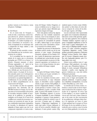 76 ATLAS DE LOS BOSQUES NATIVOS ARGENTINOS
produce tumores en los troncos y ramas
del género Nothofagus.
Del Pehuén
En el centro-oeste de Neuquén, a
modo de islas o manchones, existen bos-
ques abiertos de pehuén (Araucaria arau-
cana), especie cuya presencia caracteriza a
la subregión y le confiere al paisaje su as-
pecto característico. Se encuentra a me-
nudo acompañada de un sotobosque ralo
y achaparrado de lenga, calafate y caña
coligüe, entre otros.
El pehuén ha sido sometido a extrac-
ción desmedida por las excelentes carac-
terísticas de su madera.
En la actualidad hay tres especies de
árboles de la región que se encuentran
protegidas por CITES en su Anexo I: el
pehuén (Araucaria araucana), el alerce
(Fitzroya cupressoides) y el ciprés de las
Guaytecas (Pilgerodendron uviferum)
La alta intensidad de la actividad gana-
dera, definida por una frecuencia de in-
cendios mayor a la propia de los incen-
dios naturales, junto con el sobrepastoreo
extensivo, puede transformar un ecosiste-
ma forestal en un pastizal degradado irre-
versiblemente. Es una actividad produc-
tiva de difícil compatibilización con la
conservación del bosque.
Los incendios con fines de expansión
agropecuaria han eliminado más de
300.000 hectáreas de bosque. En los últi-
mos años se ha incrementado la frecuencia
de incendios antrópicos debido al incre-
mento de la población. La gravedad se
multiplica con la sequía. En el norte de la
cordillera son comunes las tormentas con-
vectivas con ocurrencia de rayos, los que
son considerados importantes originadores
de incendio. La abundancia de especies
adaptadas al fuego sugiere que éste es un
componente importante en varios ecosis-
temas del Bosque Andino Patagónico, al
menos en hábitats secos. La lenga es la es-
pecie que presenta mayor dificultad para
regenerarse después del fuego.
Entre estas plantas exóticas hay algunas
arbustivas que han resultado sumamente
invasoras, como la rosa mosqueta, la zarza-
mora, la frambuesa y la retama, con efectos
de ocupación de comunidades de pastizal
en valles y laderas bajas. La rosa mosqueta
puede actuar como colonizadora y favore-
cer al renoval de los árboles nativos.
También hay procesos de diseminación
de árboles exóticos, siendo uno de los más
agresivos el pino oregón (Pseudotsuga
menziesii), originario de los Estados Uni-
dos.A partir de plantaciones experimenta-
les realizadas hace varias décadas, esta espe-
cie ha experimentado un proceso de dise-
minación espontánea, con tendencia a so-
focar y con el tiempo dominar a los ejem-
plares adultos del bosque original.
Fauna
La región del Bosque Andino Patagó-
nico se destaca por la gran variedad y ri-
queza de su fauna autóctona.
Entre los mamíferos terrestres autóc-
tonos encontramos el coipo (Myocastor
coipus), el chinchillón común (Lagidium
viscacia), el gato montés (Felis geoffroyi), el
huemul (Hippocamelus bisulcus), el huillín
(Lontra provocas), el moloso común (Tara-
dira brasiliensis), el pudu o venadito (Pudu
puda), el puma (Felis concolor), el zorro co-
lorado (Pseudalopex culpaeus), el zorrino
(Conepatus humboldtii), la mara (Dolichotis
patagonum), el guanaco (Lama guanicoe) y
una amplia variedad de roedores como el
tuco-tuco (Ctenomys spp.), el colilargo
fueguino (Oligorizomys magellanicus), el
ratón topo pardo (Geaxus valdivanus), el
ratón de hocico amarillo (Abrothrix xant-
horhinues), el ratón peludo castaño (Elig-
modontia typus) y el ratón conejo (Reithro-
don auritus). La dieta básica de estos últi-
mos se compone de corteza de los árbo-
les, del tapiz vegetal y del follaje.
Las aves autóctonas están representadas
por águila mora (Geranoaetus melanoleucus),
halconcito común (Falco sparverius),aguilu-
cho cola rojiza, aguilucho chico, bandurria
(Theristicus caudatus), carpintero negro gi-
gante (Campephilus magellanicus),el cisne de
cuello negro (Cygnus melancoryphus), cau-
quén caranca (Chloëphaga hybrida),cauquén
común (Ch. picta), comesebo patagónico
(Pygarrhichas albogularis), cóndor (Vultur
gryphus),golondrina patagónica (Tachycineta
leucopyja), lechuza bataraza (Strix rufipes),
pato de torrente (Merganetta armata), pica-
flor rubí (Sephanoides galeritus), pitio (Co-
lapses pitius), entre otras.
Existen varios anfibios como el sapo
del bosque (Bufo spinolosus) y las ranitas
de cuatro ojos (Pleuroderma bufonina y P.
bibroni), la ranita marsupial (Rhinoderma
darwinii) y reptiles como lagartijas del
génrero Liolaemus sp. y una sola culebra
(Tachymenis peruviana).
En los lagos abundan los peces autóc-
tonos como el bagre aterciopelado (Di-
plomystes viedmensis), el pejerrey patagó-
nico (Basilichtys microlepidotus) y la trucha
criolla (Percychthys sp.), entre otros.
La introducción de fauna exótica, vo-
luntaria o casual,ha sido un factor impor-
tante de alteración del ecosistema,en par-
ticular de la vegetación. El ciervo rojo
(Cervus elaphus) y en menor medida los
ciervos axis (Axis axis) y dama (Dama da-
ma), en las zonas con alta concentración
de sus poblaciones, infringen daños fuer-
tes a la vegetación, así como el castor
(Castor candensis) hace lo propio enTierra
del Fuego. En los ríos también se han in-
troducido peces exóticos como la trucha
arco iris (Salmo gairdnerii) y la trucha ma-
 