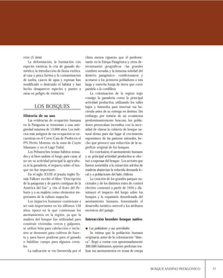 clima menos riguroso que el predomi-
nante en la Estepa Patagónica y otros de-
terminantes geográficos –las grandes
cumbres nevadas y la inmensa soledad del
desierto patagónico– condicionaron y
acotaron a los primeros pobladores a esta
larga y estrecha franja de tierra que corre
paralela a la cordillera.
La colonización de la región trajo
consigo la ganadería como la principal
actividad productiva, utilizando los valles
bajos y húmedos para invernar esa ha-
cienda antes de su entrega en destino. Sin
embargo, por tratarse de un ecosistema
predominantemente boscoso, los pobla-
dores provocaban incendios con la nece-
sidad de clarear la cubierta de bosque na-
tural denso para dar lugar al crecimiento
espontáneo de las pasturas naturales, he-
cho que provocó una reducción de la su-
perficie original de los bosques.
En conclusión,el asentamiento humano
y su principal actividad productiva se efec-
tuó a expensas del bosque. Los sectores que
fueron sometidos a la extracción selctiva de
maderas abastecían la reducida demanda lo-
cal y a poblaciones del lado chileno.
La creación de los grandes parques na-
cionales y de los distintos entes de control
efectivo comenzó a partir de 1934 y dis-
minuyó el impacto del fuego sobre los
bosques y la expansión desordenada del
asentamiento humano, fomentando el
desarrollo turístico merced a los atributos
escénicos del paisaje.
Interacción hombre-bosque nativo
Los pobladores y sus actividades:
Se estima que la población humana
originaria, antes de la colonización “blan-
ca”, llegó a contar con aproximadamente
300.000 habitantes, quienes preferían rea-
lizar sus asentamientos en zonas de estepa
77BOSQUE ANDINO PATAGONICO
rrón (S. fario).
La deforestación, la forestación con
especies exóticas, la cría de ganado do-
méstico, la introducción de fauna exótica,
al caza y pesca furtiva y la contaminación
de suelos, cauces de agua y represas han
modificado o destruido el hábitat y han
hecho desaparecer especies y puesto a
otras en peligro de extinción.
LOS BOSQUES
Historia de su uso
Las evidencias de ocupación humana
en la Patagonia se remontan a una anti-
güedad máxima de 13.000 años.Los indi-
cios más antiguos de esa ocupación se en-
cuentran en el Cerro Casa de Piedra en el
PN Perito Moreno; en la zona de Cuyín
Manzano y en el Lago Traful.
Los Pehuenches tenían hábitos nóma-
des y si bien usaban el fuego para cazar, al
no ser su actividad principal la agricultu-
ra ni la ganadería,el impacto sobre el bos-
que no fue importante.
En el siglo XVIII el jesuita inglés To-
más Falkner escribe el libro “Descripción
de la patagonia y de partes contiguas de la
América del Sur” y cita el fruto del Pe-
huén y a su madera como elementos im-
portantes de la cultura mapuche.
Los impactos humanos comienzan a
ser más importantes en los úlltimos 150
años, época en la que comienzan los
asentamientos en la región, ya que la
madera del bosque fue utilizadad para
construir viviendas, cercos y galpones,
se utilizó leña para calefacción e inclu-
sive se demontó para cultivos de huer-
ta y para hacer praderas para el ganado
o habilitar campo para algunos cerea-
les.
La radicación se vio favorecida por el
 