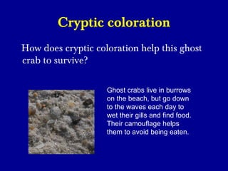 Cryptic coloration
How does cryptic coloration help this ghost
crab to survive?
Ghost crabs live in burrows
on the beach, but go down
to the waves each day to
wet their gills and find food.
Their camouflage helps
them to avoid being eaten.
 