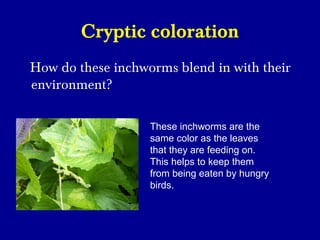 Cryptic coloration
How do these inchworms blend in with their
environment?
These inchworms are the
same color as the leaves
that they are feeding on.
This helps to keep them
from being eaten by hungry
birds.
 