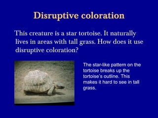 Disruptive coloration
This creature is a star tortoise. It naturally
lives in areas with tall grass. How does it use
disruptive coloration?
The star-like pattern on the
tortoise breaks up the
tortoise’s outline. This
makes it hard to see in tall
grass.
 