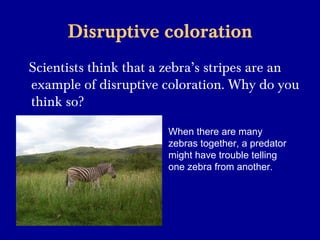 Disruptive coloration
Scientists think that a zebra’s stripes are an
example of disruptive coloration. Why do you
think so?
When there are many
zebras together, a predator
might have trouble telling
one zebra from another.
 