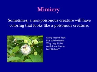 Mimicry
Sometimes, a non-poisonous creature will have
coloring that looks like a poisonous creature.
Many insects look
like bumblebees.
Why might it be
useful to mimic a
bumblebee?
 