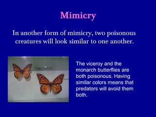 Mimicry
In another form of mimicry, two poisonous
creatures will look similar to one another.
The viceroy and the
monarch butterflies are
both poisonous. Having
similar colors means that
predators will avoid them
both.
 