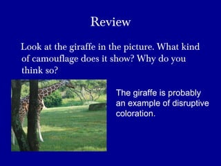 Review
Look at the giraffe in the picture. What kind
of camouflage does it show? Why do you
think so?
The giraffe is probably
an example of disruptive
coloration.
 