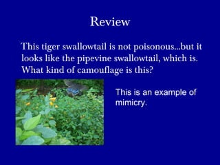 Review
This tiger swallowtail is not poisonous…but it
looks like the pipevine swallowtail, which is.
What kind of camouflage is this?
This is an example of
mimicry.
 