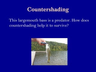 Countershading
This largemouth bass is a predator. How does
countershading help it to survive?
 