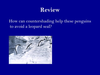 Review
How can countershading help these penguins
to avoid a leopard seal?
 