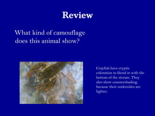 Review
What kind of camouflage
does this animal show?
Crayfish have cryptic
coloration to blend in with the
bottom of the stream. They
also show countershading,
because their undersides are
lighter.
 