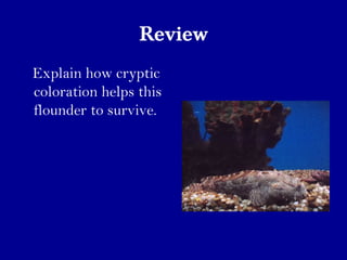 Review
Explain how cryptic
coloration helps this
flounder to survive.
 