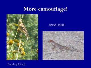 More camouflage!
Female goldfinch
brown anole
 
