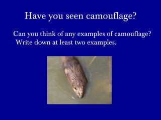 Have you seen camouflage?
Can you think of any examples of camouflage?
Write down at least two examples.
 