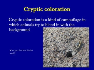 Cryptic coloration
Cryptic coloration is a kind of camouflage in
which animals try to blend in with the
background
Can you find the fiddler
crab?
 