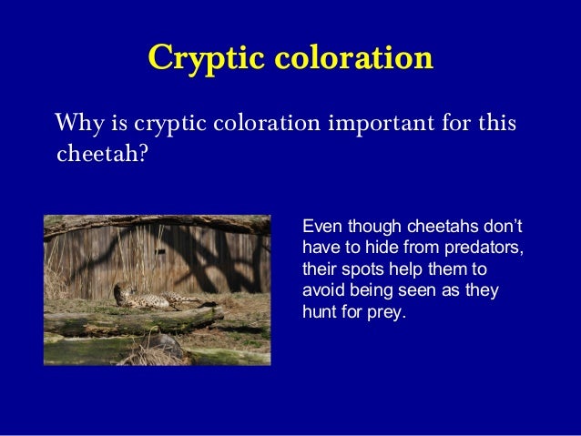 Understanding Camouflage