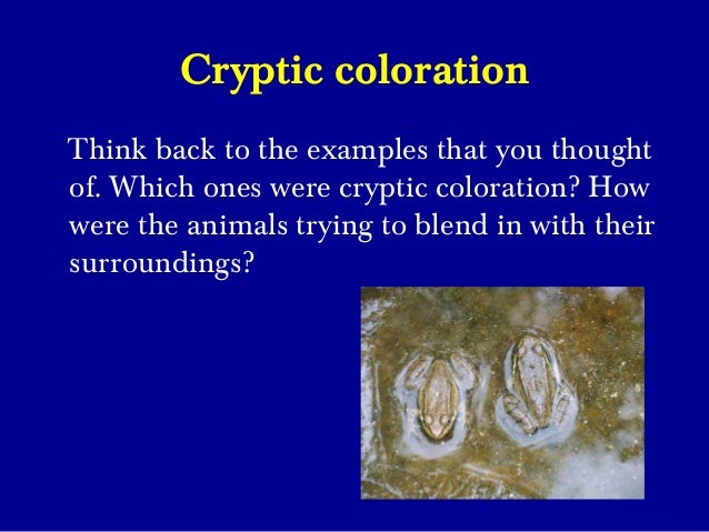 Understanding Camouflage